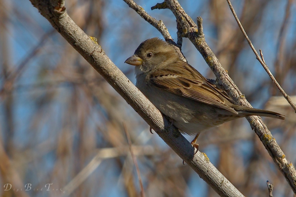 House Sparrow - DigiBirdTrek CA