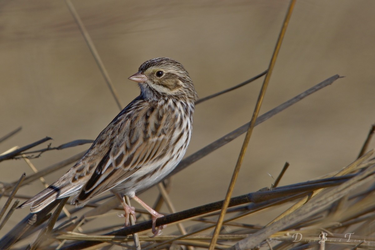 Savannah Sparrow - DigiBirdTrek CA