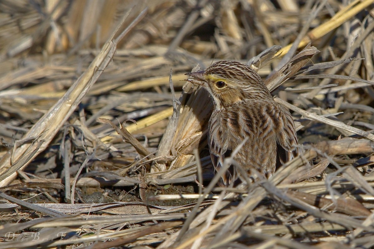 Savannah Sparrow - ML78651101