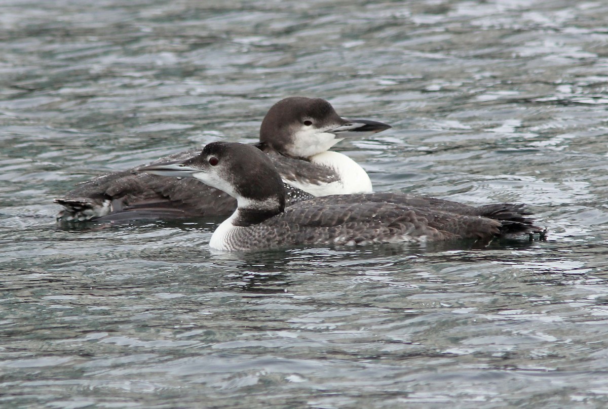 Plongeon huard - ML78651141