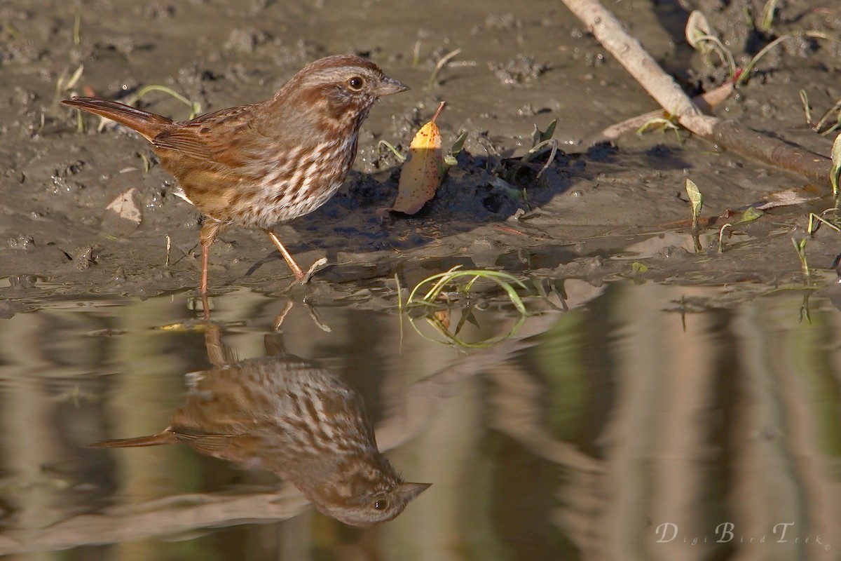 Song Sparrow - ML78651341