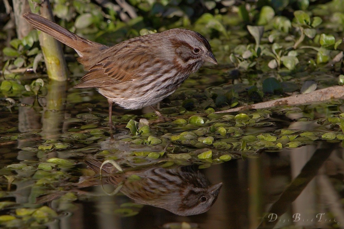 Song Sparrow - ML78651361