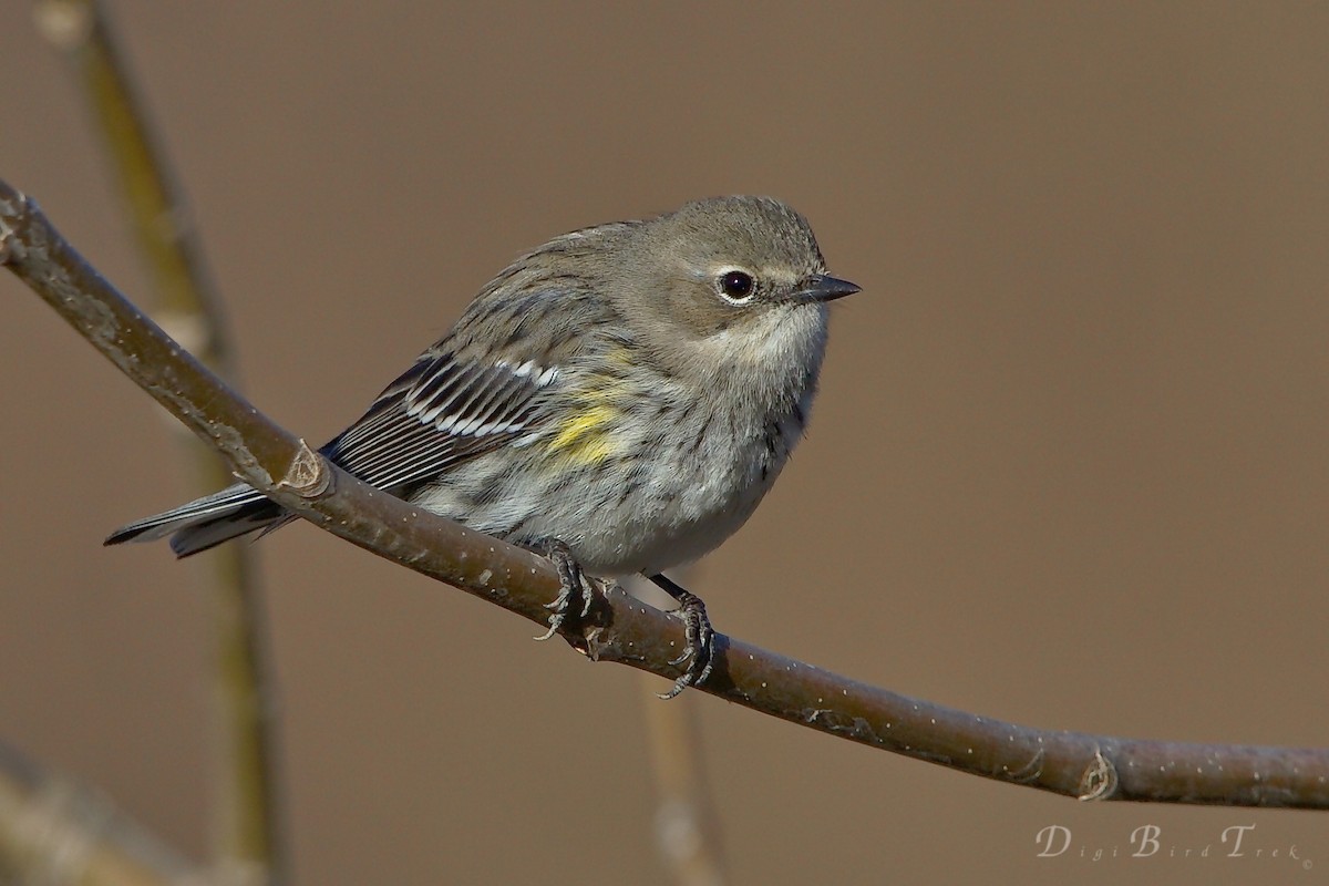 Yellow-rumped Warbler (Myrtle) - ML78651701