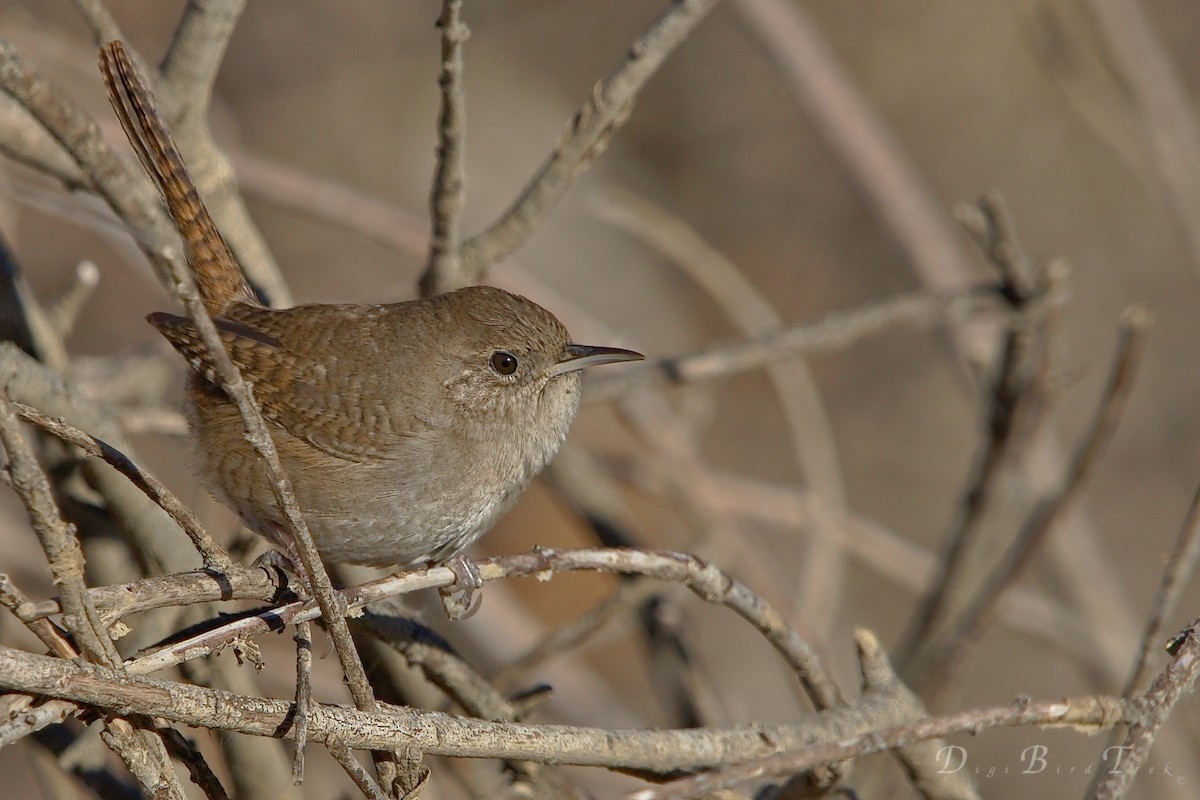 House Wren - ML78651931