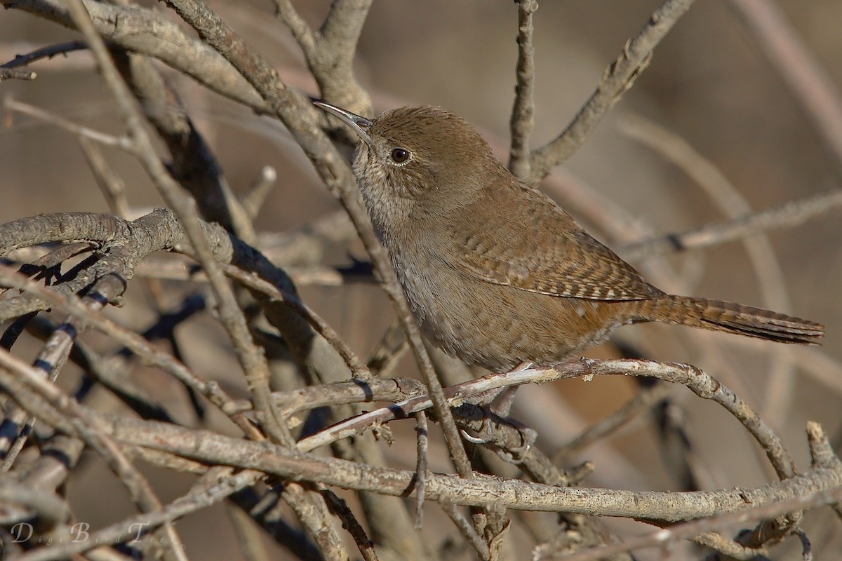 House Wren - ML78651941