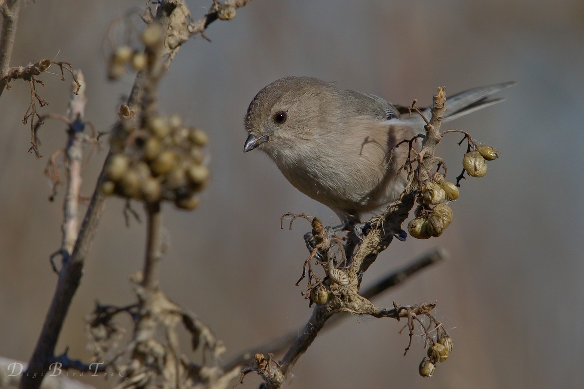 Bushtit - ML78651981