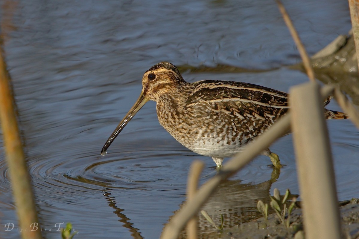 Wilson's Snipe - ML78652591