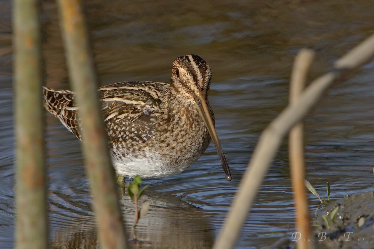 Wilson's Snipe - ML78652601