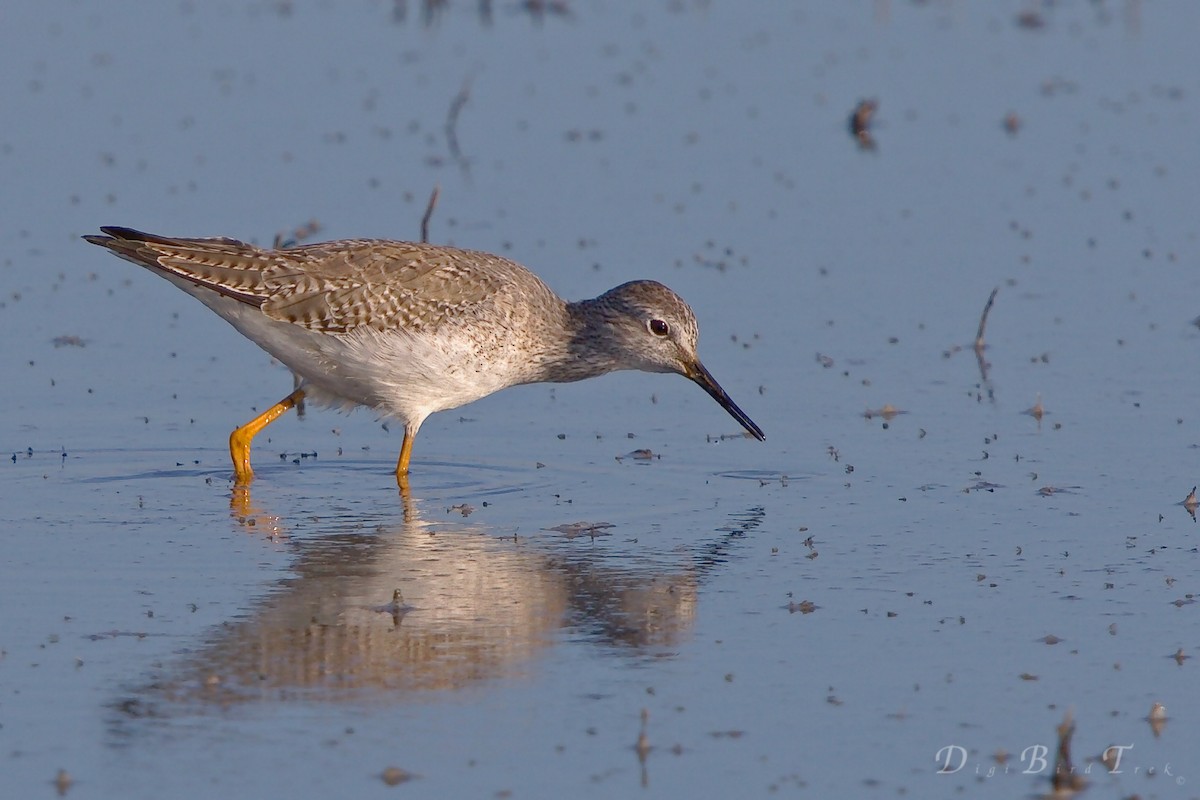 Lesser Yellowlegs - ML78652811