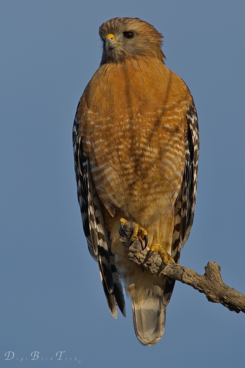 Red-shouldered Hawk - ML78653211