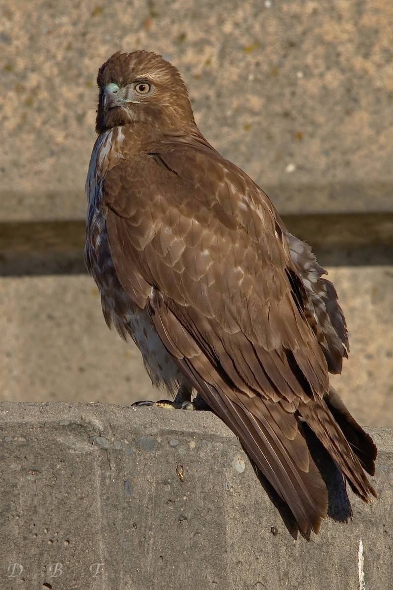 Buse à queue rousse - ML78653511