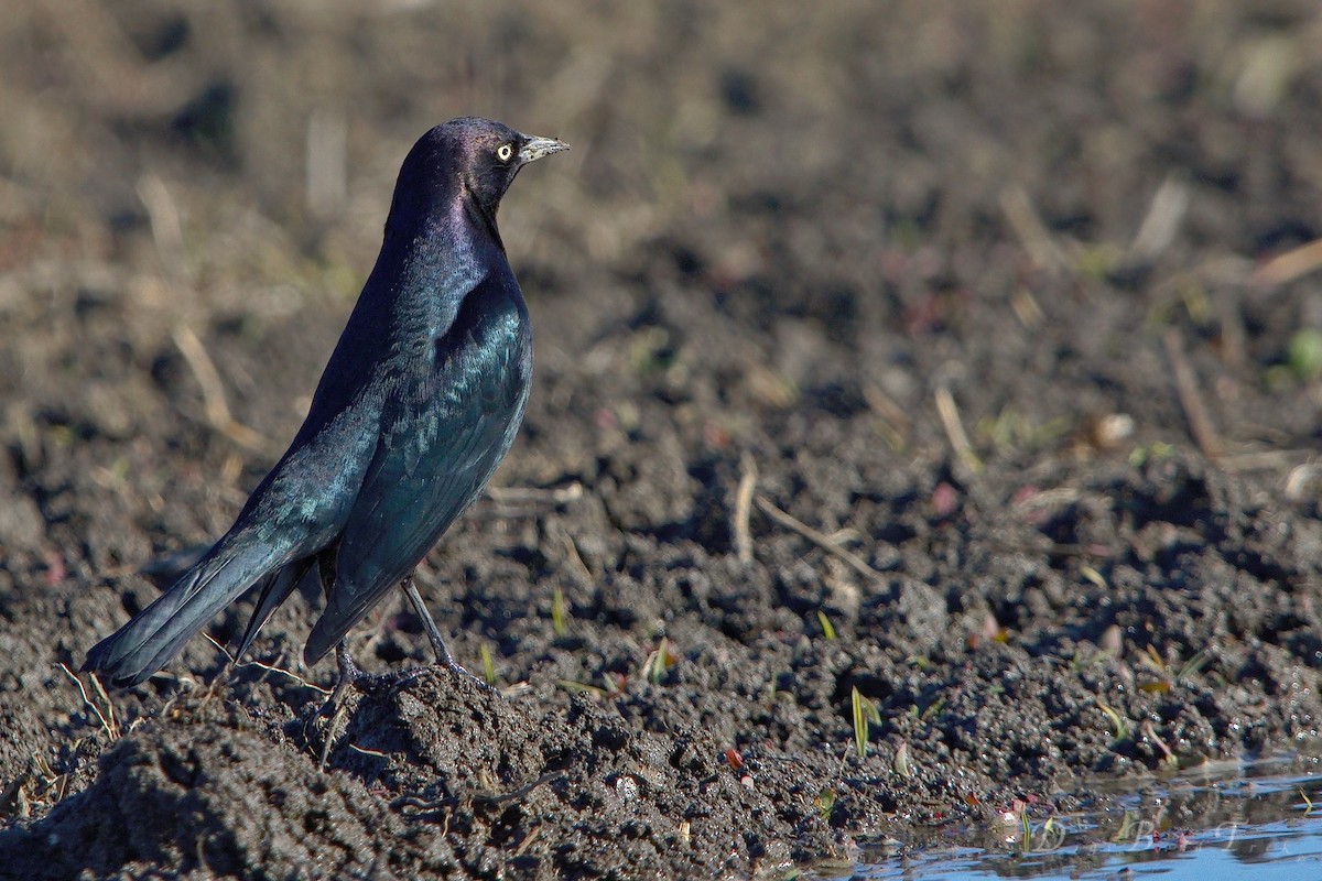 Brewer's Blackbird - ML78653641