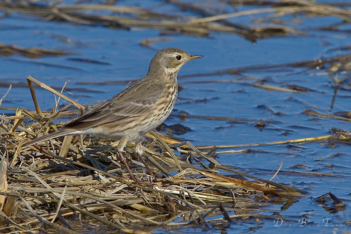 Pipit d'Amérique - ML78653751