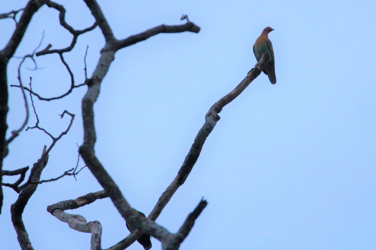 Cinnamon-headed Green-Pigeon - Fadzrun A.