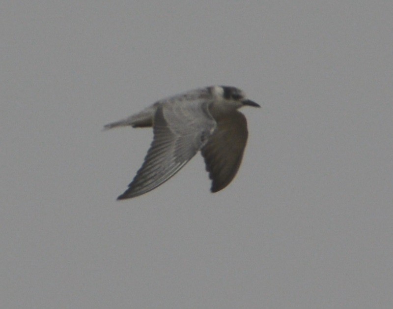 White-winged Tern - ML78654221