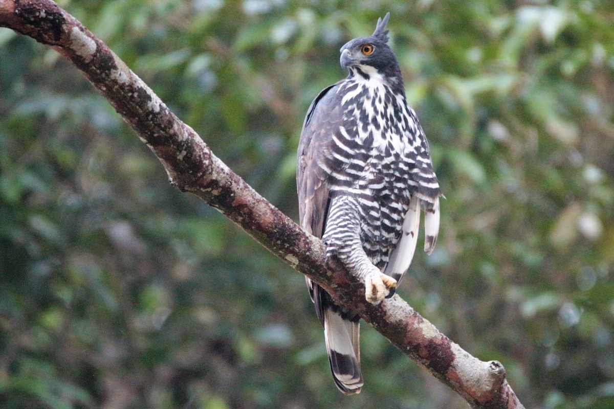 Blyth's Hawk-Eagle - ML78654381