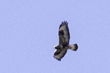 Rough-legged Hawk - ML78655851