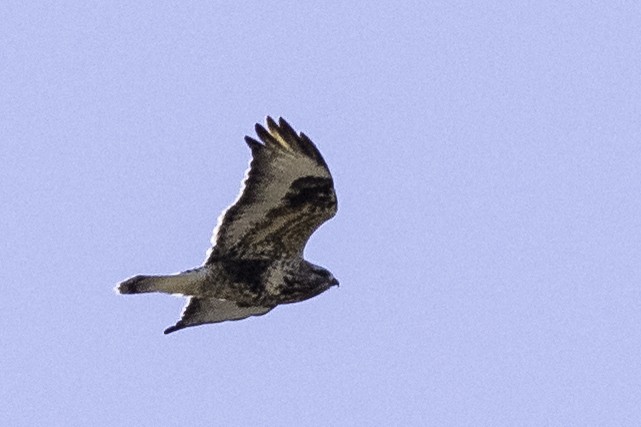 Rough-legged Hawk - ML78655861