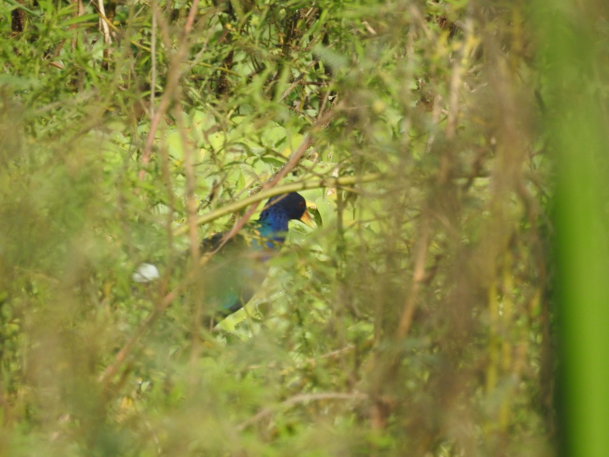 Purple Gallinule - ML78656821