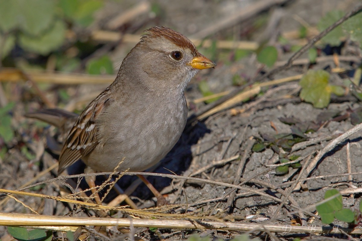 Bruant à couronne blanche - ML78657331