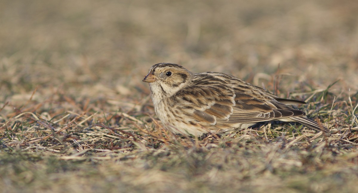 Lapland Longspur - Doug Hitchcox