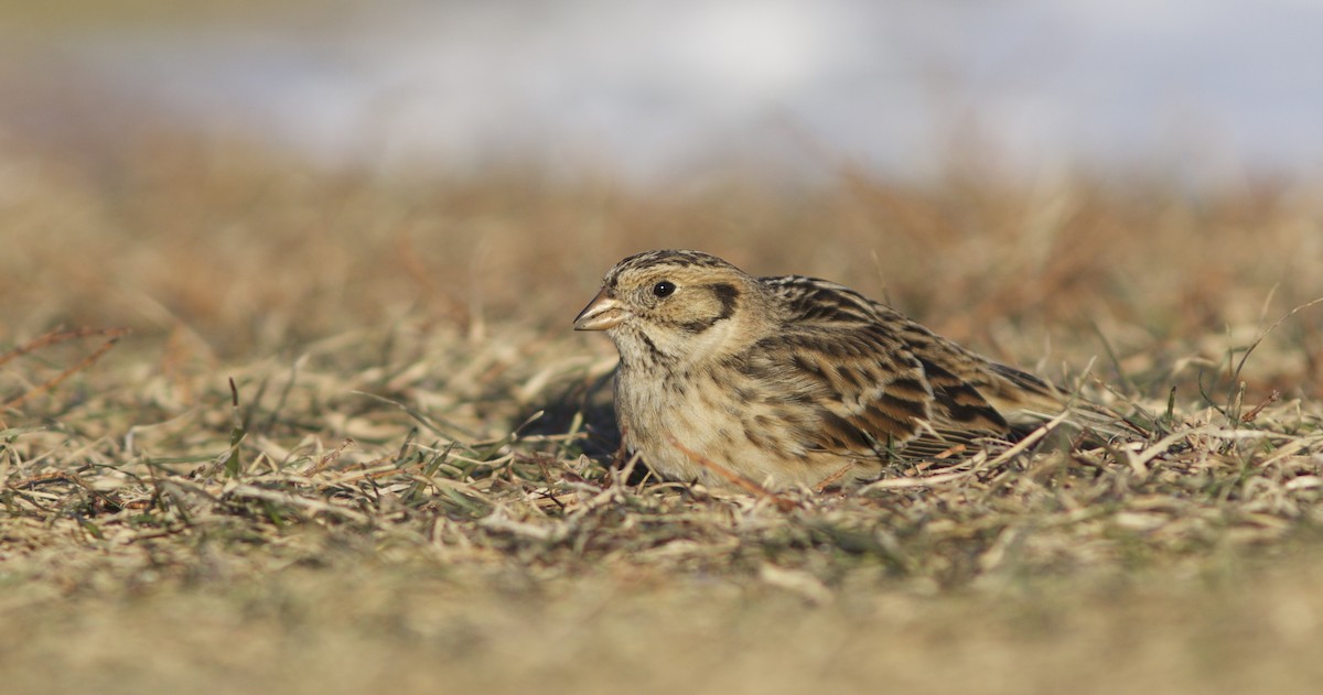 Lapland Longspur - Doug Hitchcox