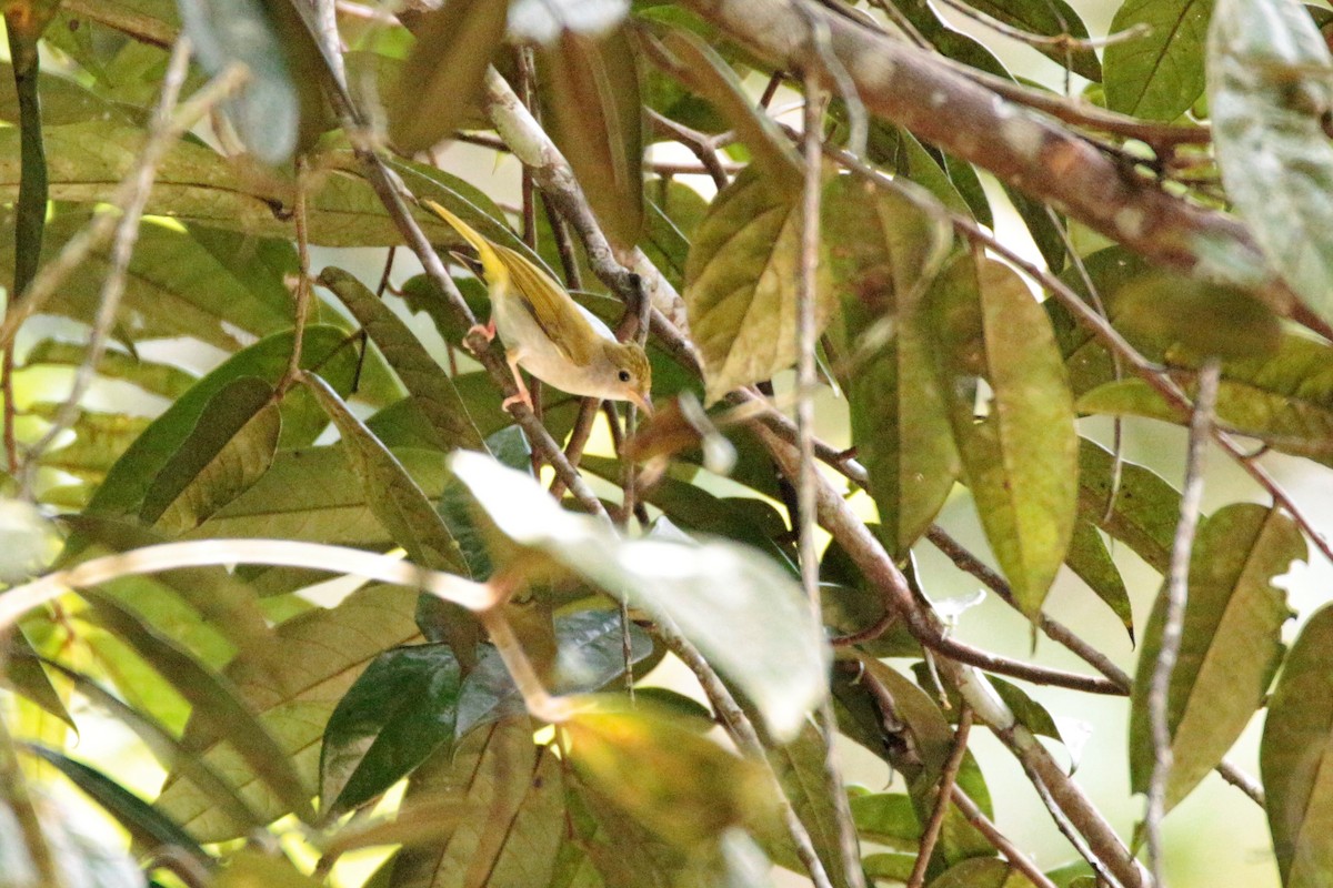 Haubenvireo - ML78658631