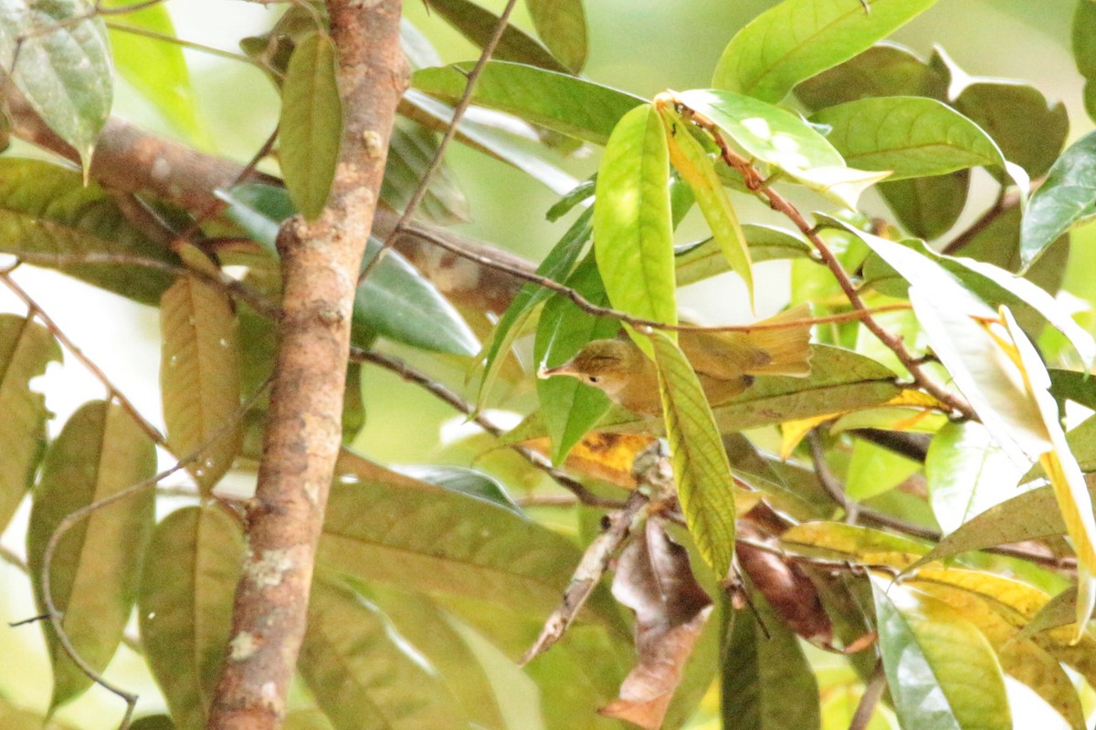 White-bellied Erpornis - Fadzrun A.