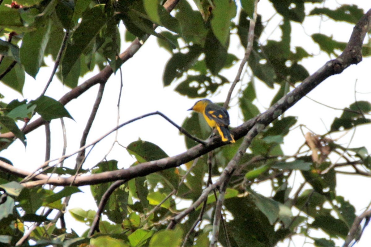 Scarlet Minivet - Fadzrun A.