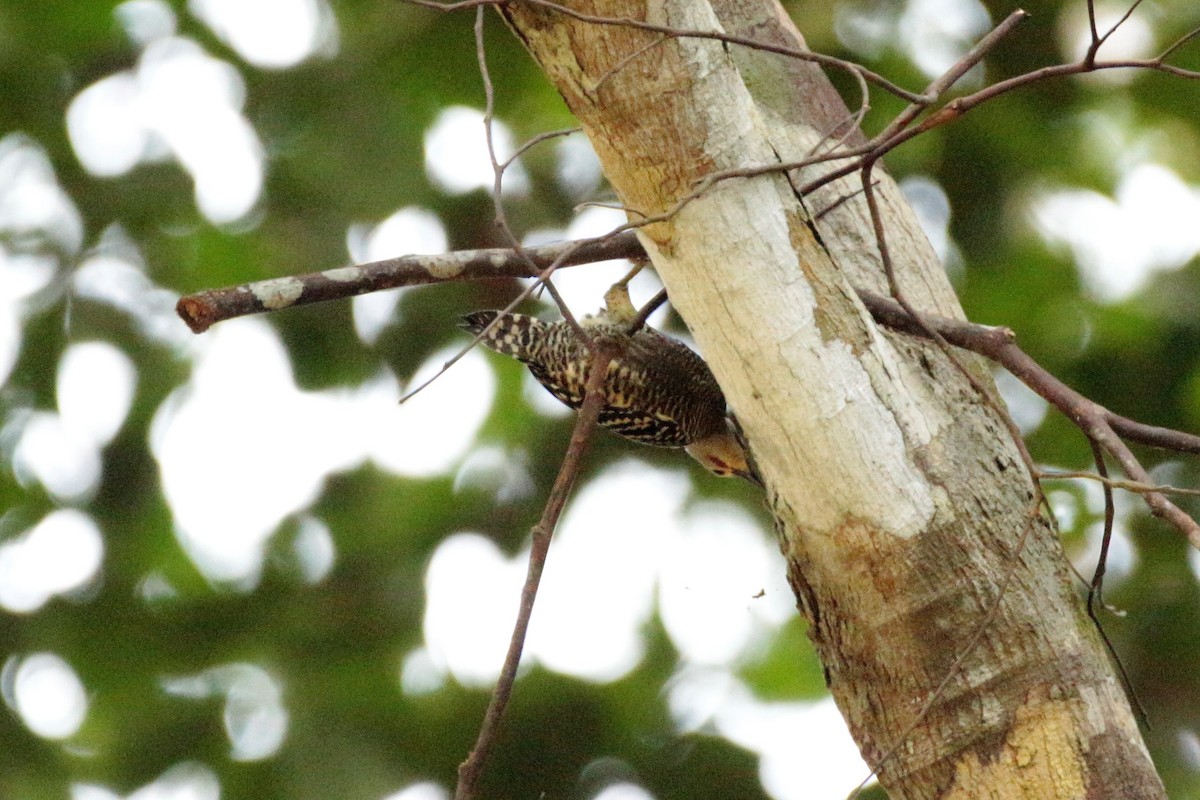 Buff-rumped Woodpecker - Fadzrun A.