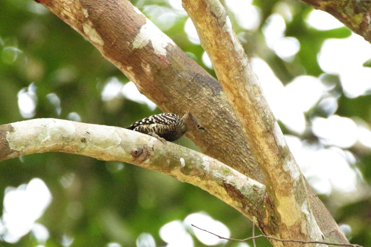 Buff-rumped Woodpecker - Fadzrun A.