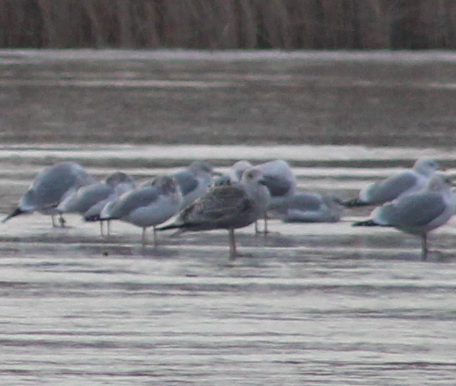 Great Black-backed Gull - Steve Mulhall