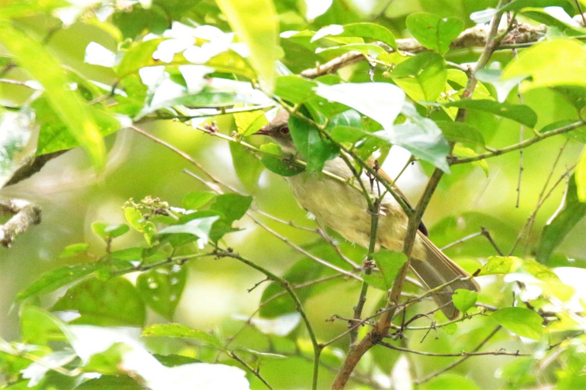 Spectacled Bulbul - Fadzrun A.