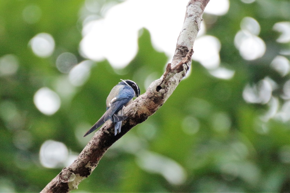 Whiskered Treeswift - Fadzrun A.