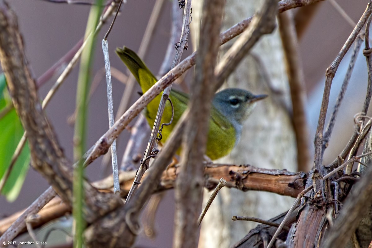 MacGillivray's Warbler - Jonathan Klizas