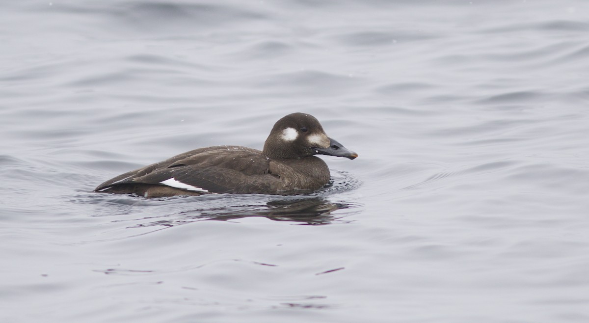 White-winged Scoter - ML78662271