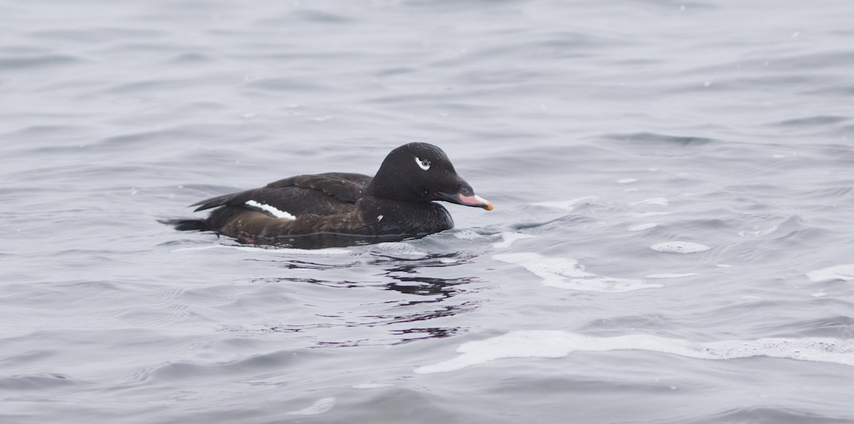 White-winged Scoter - Doug Hitchcox