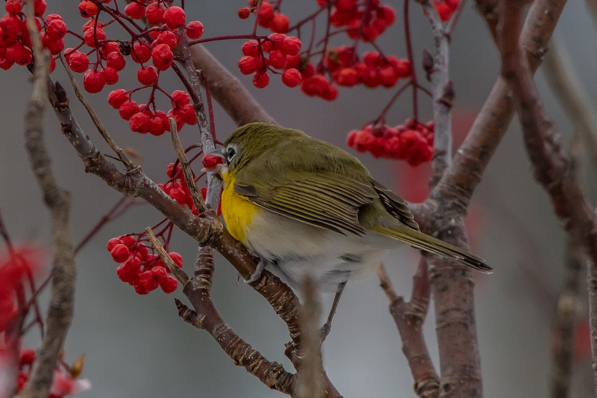 Yellow-breasted Chat - ML78662731