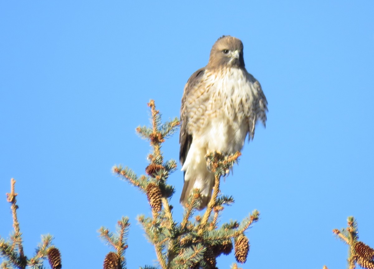 Red-tailed Hawk - ML78663211