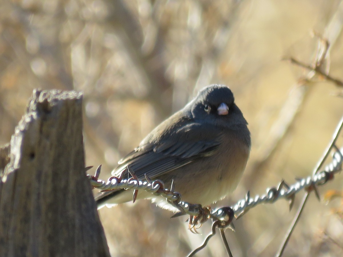 Junco Ojioscuro (grupo oreganus) - ML78663261