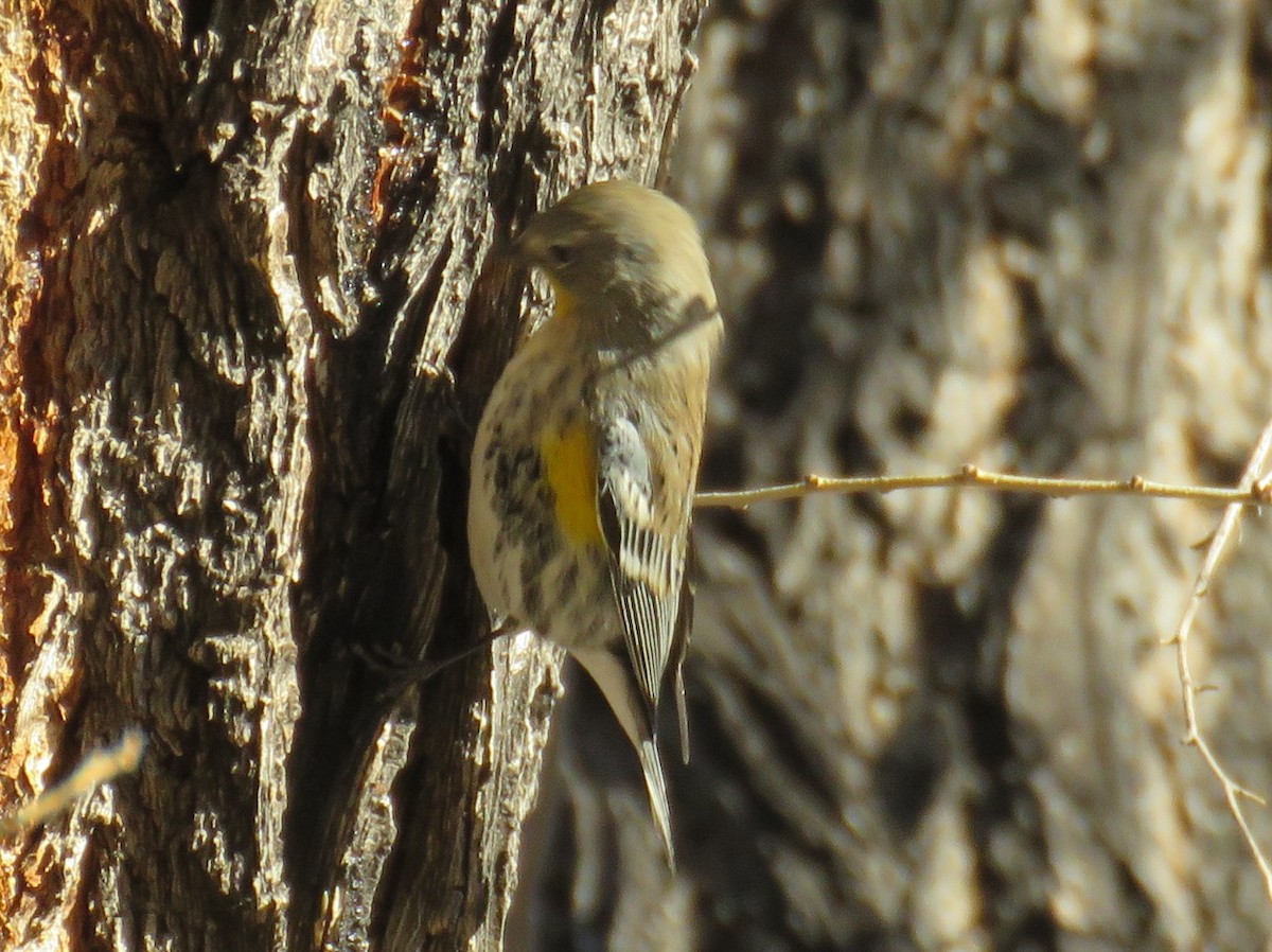 Yellow-rumped Warbler (Audubon's) - ML78663281
