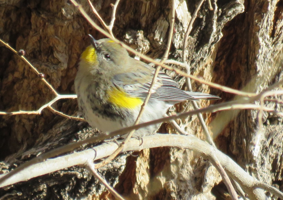 Yellow-rumped Warbler (Audubon's) - ML78663301