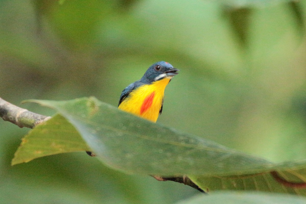 Crimson-breasted Flowerpecker - Fadzrun A.