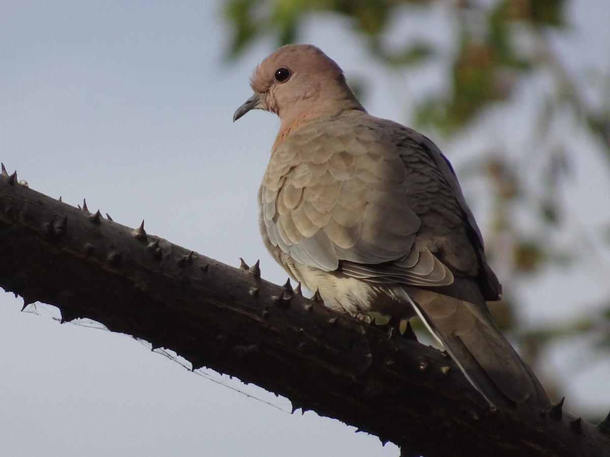 palmedue - ML78663491