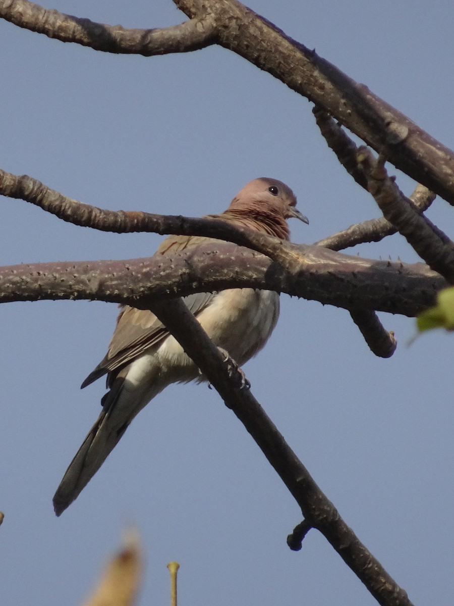 palmedue - ML78663501