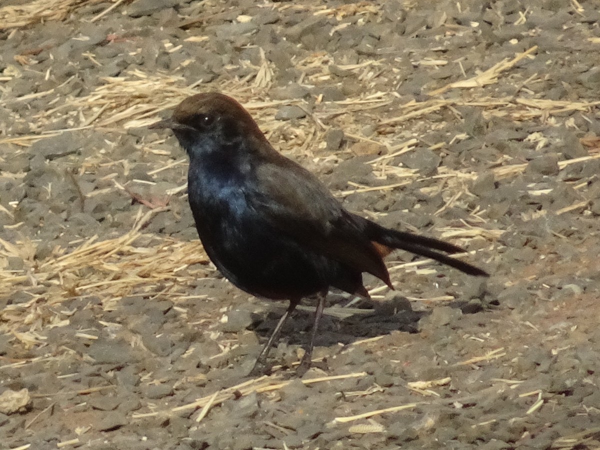 hinduskvett - ML78663541