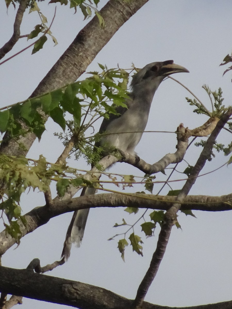 indiahornfugl - ML78663601