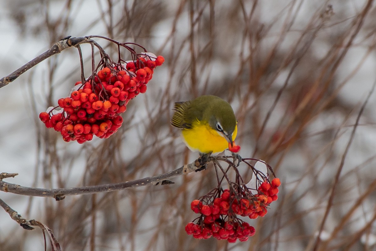 Yellow-breasted Chat - ML78663821