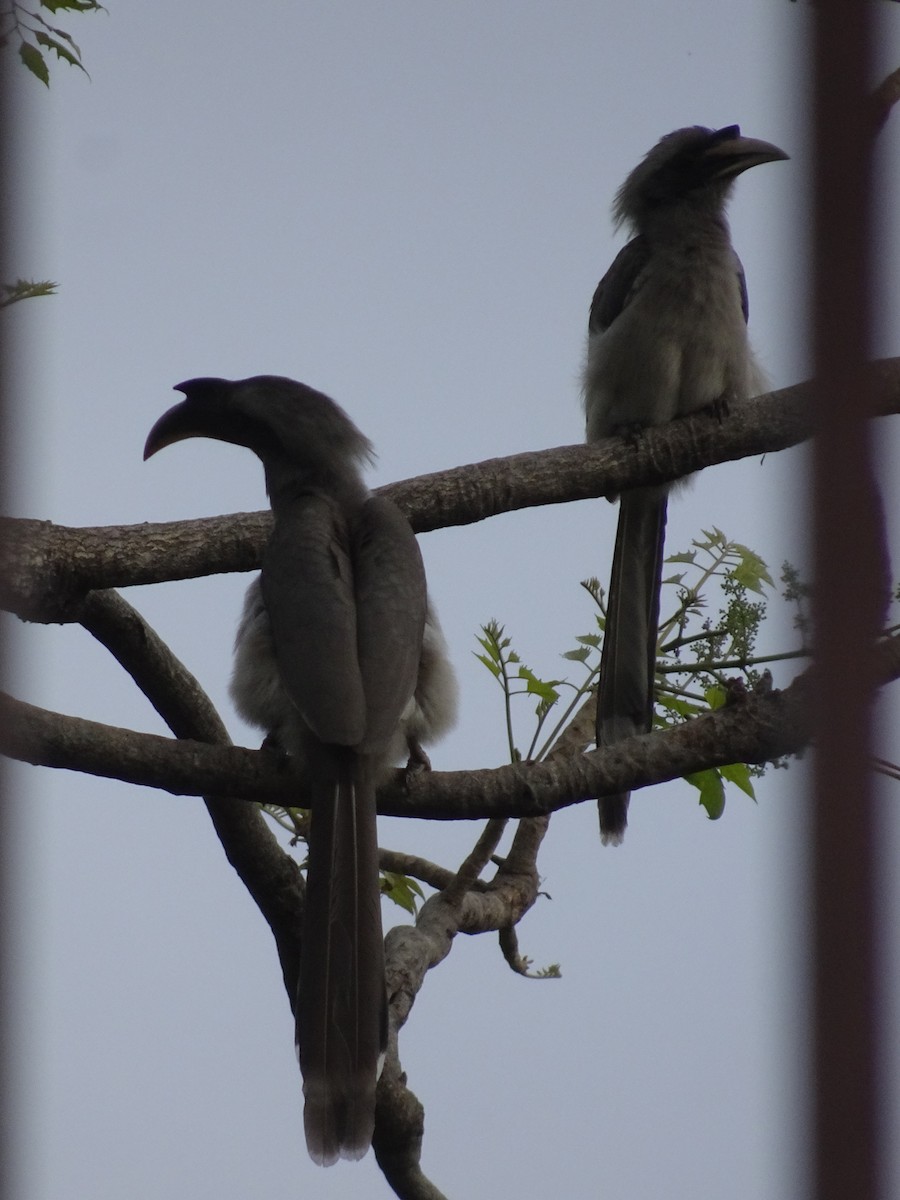 indiahornfugl - ML78663941