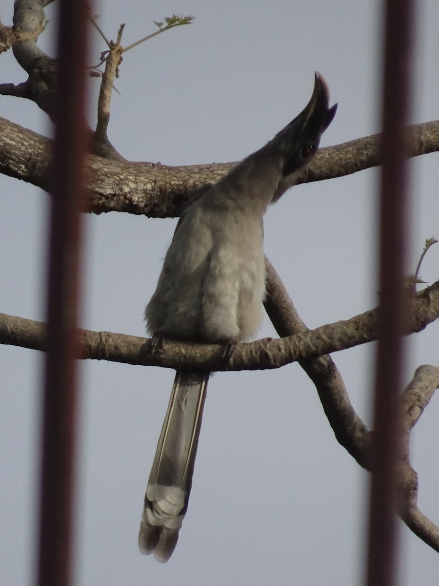 indiahornfugl - ML78663951